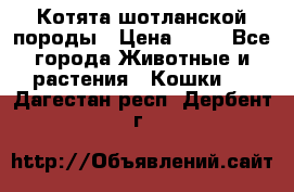 Котята шотланской породы › Цена ­ 40 - Все города Животные и растения » Кошки   . Дагестан респ.,Дербент г.